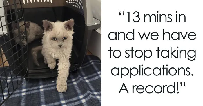Plush-Like Curly Kittens Got Adopted In Record Time Due To Their Irresistibly Cute Appearance