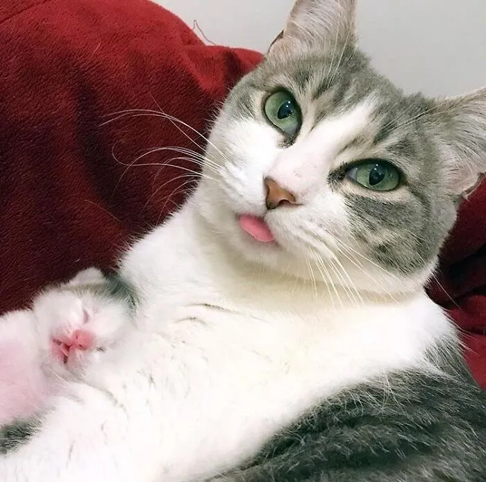 From Foster Kittens On Ig... The Double Blep! Gwen And New Baby