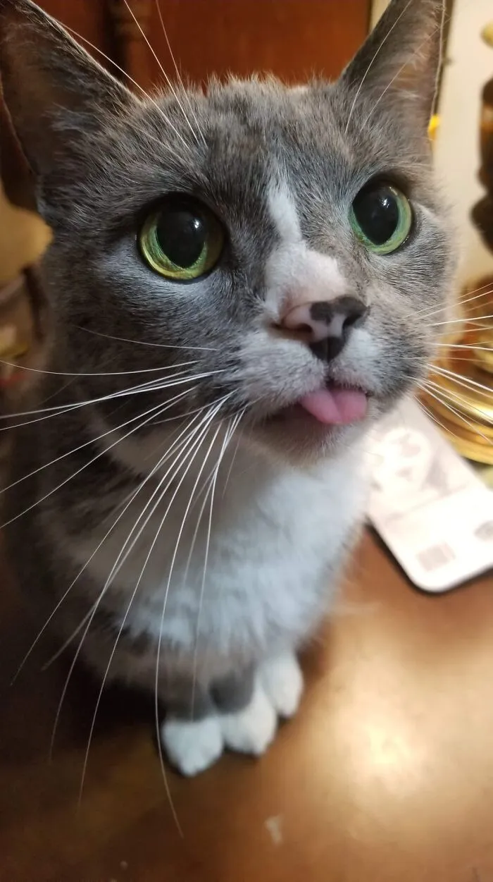 She Bleps All The Time, But I Can Never Grab My Phone Fast Enough To Take A Pic