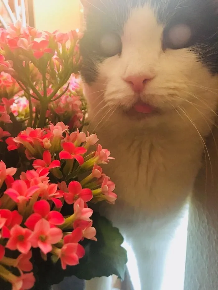 My Old Man Was Born Blind 14 Years Ago, But He Still Bleps Into Your Soul
