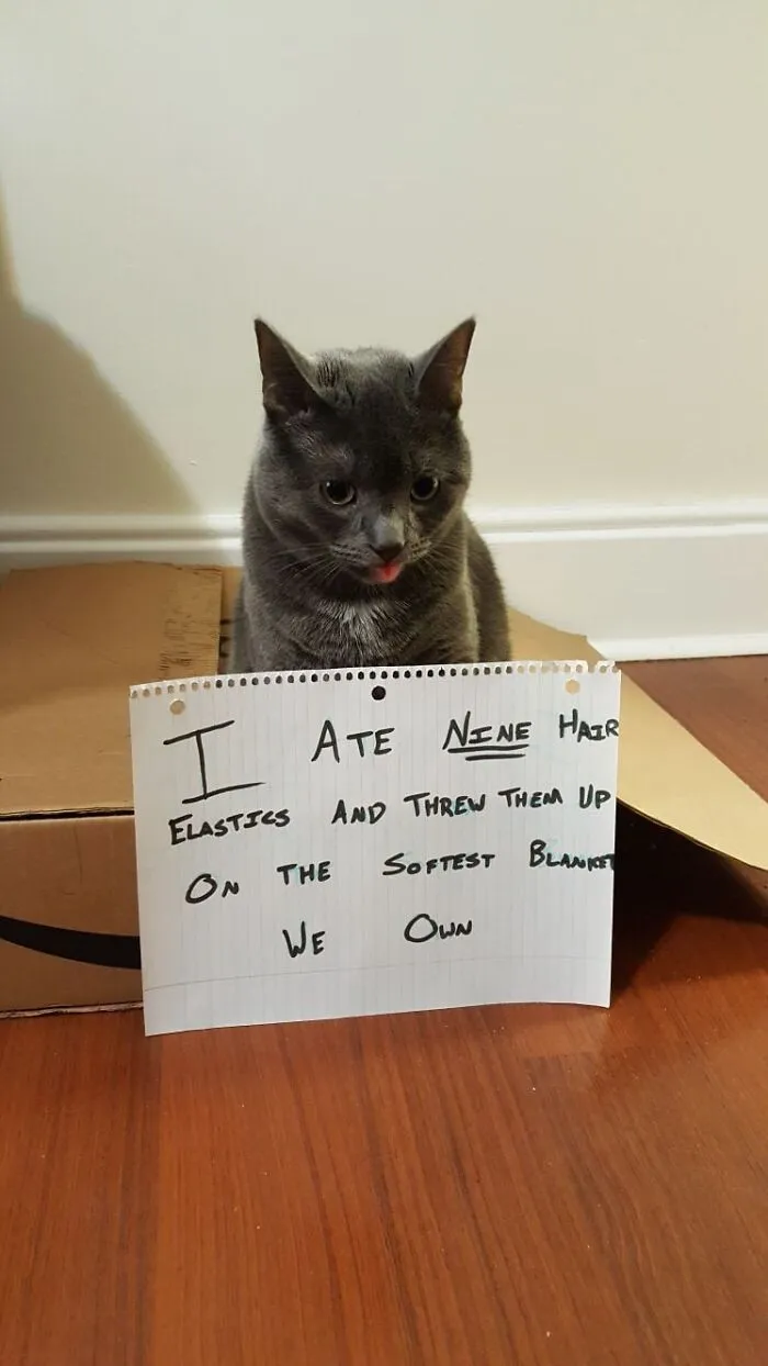 Guilty Blep