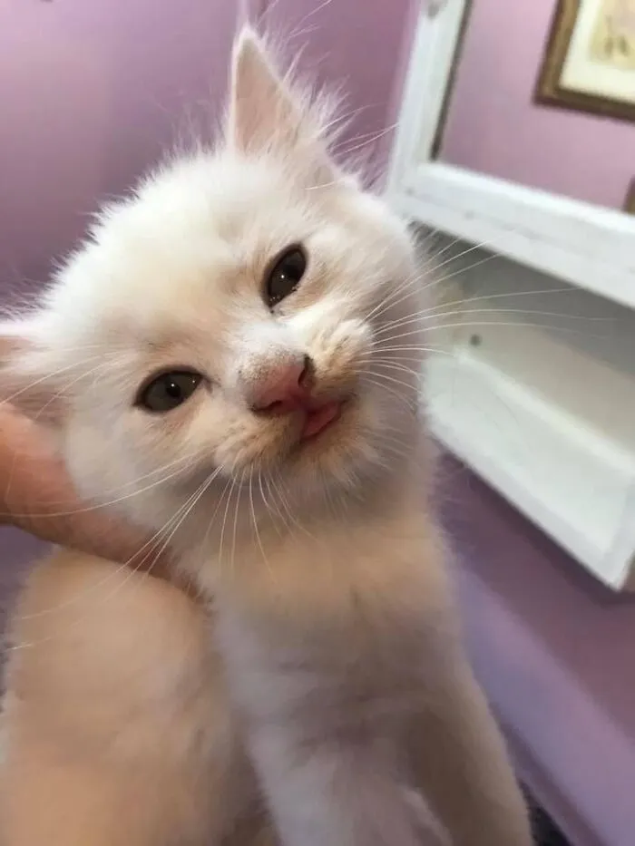 Yr. Ago My Neighbor Saved This Cat Yesterday And Captured A Very Happy Blep :p