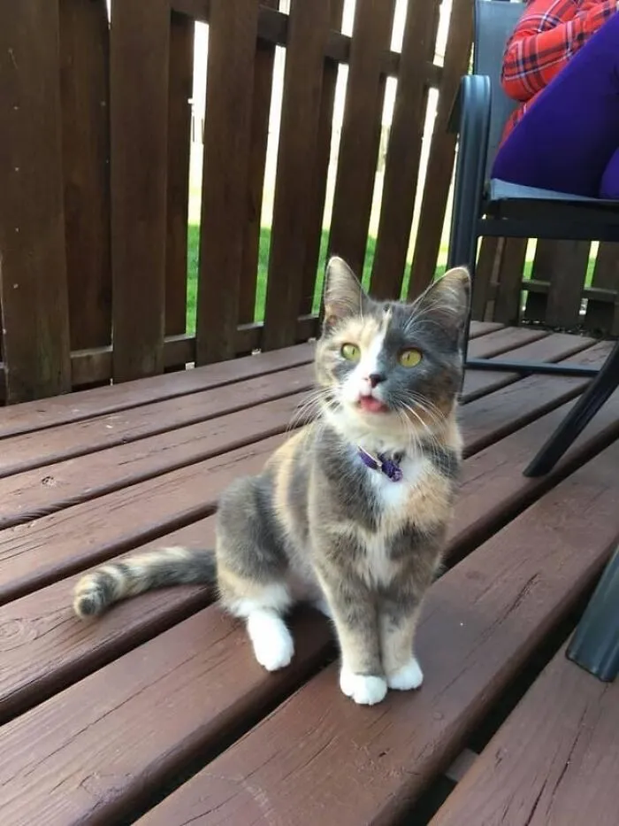 She Was Born A Blep. Sun's Out, Tongues Out!