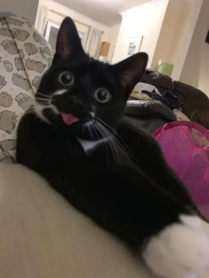 Dave Cat Blepping Like A Pro