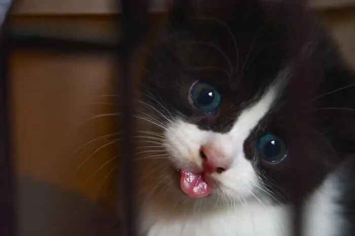 Just Happened To Have My Camera With Me In The Animal Shelter, When I Was Gifted A Blep From The Heavens