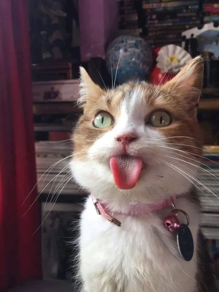 Mother Of All Bleps