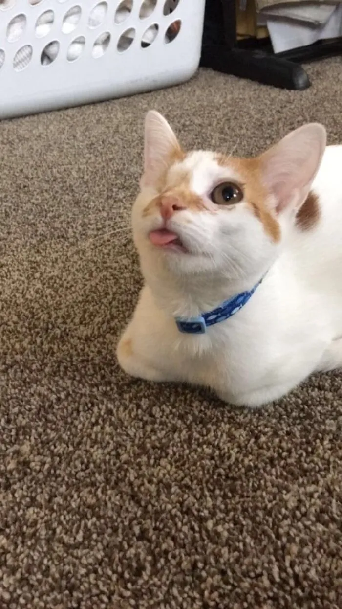 My One Eyed Blep