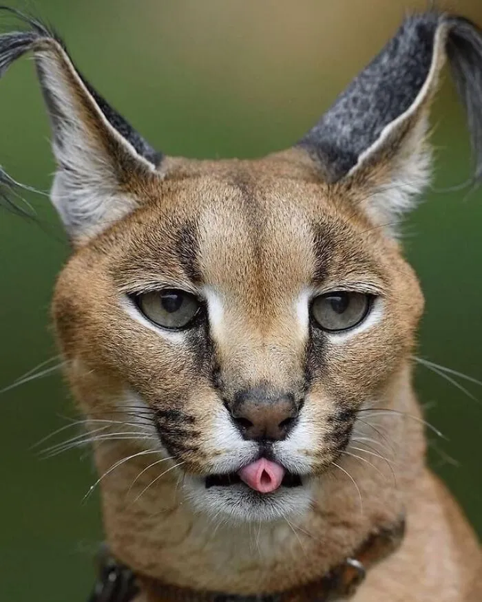 A Special Kind Of Blep