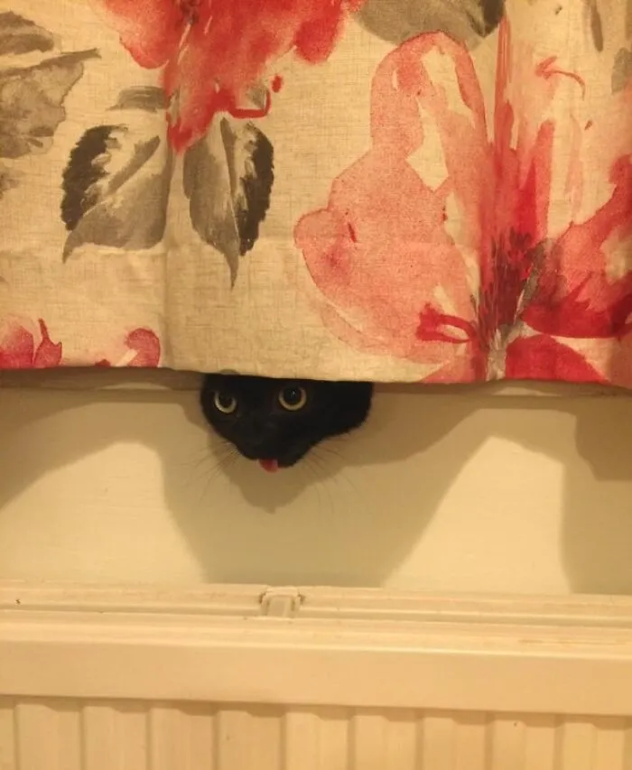 Incognito Blep