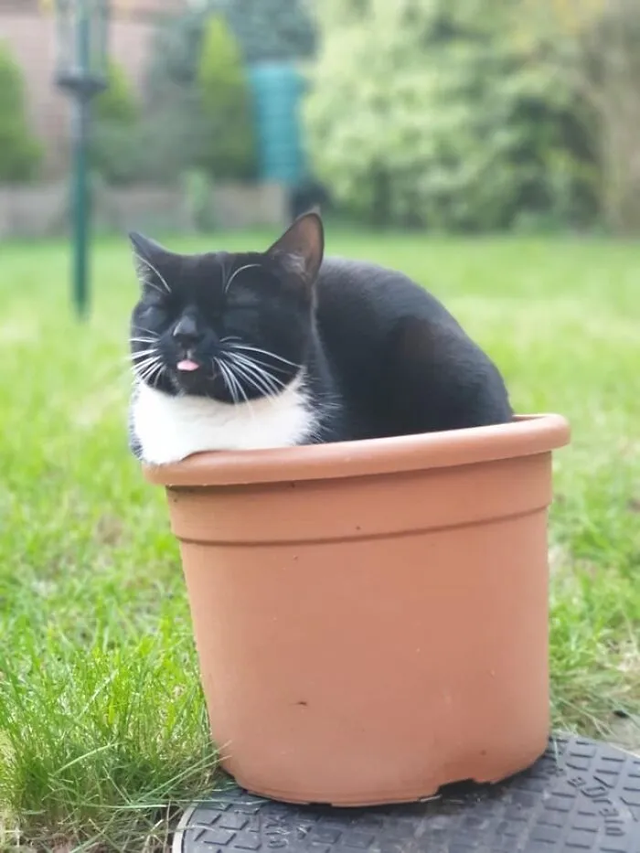 Trying To Grow A Blep
