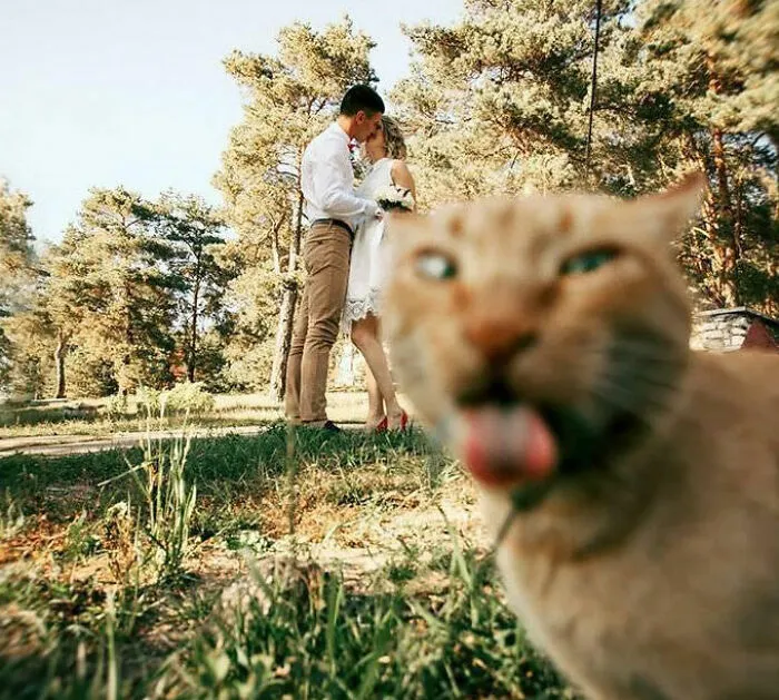 The Wedding-Crasher Blep