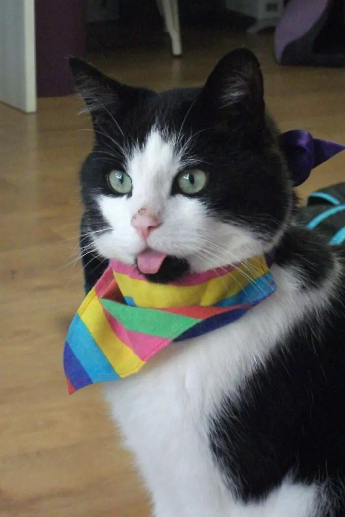 This Is Stan. He Survived Being Hit By A Car. He's Happy & Healthy But He's Been Left With A Permanent Blep
