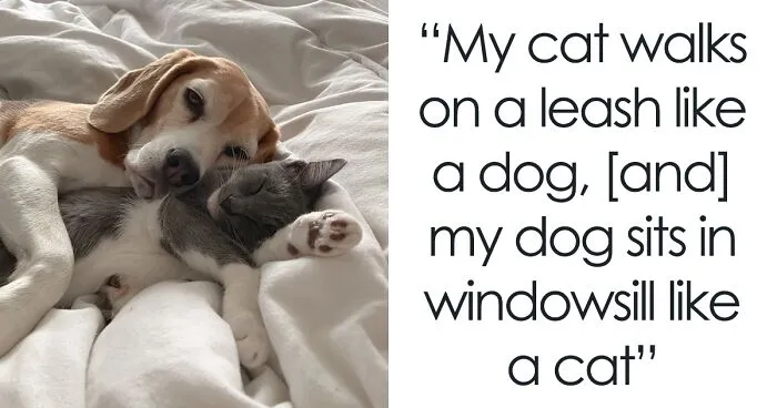 Dog And Cat Living Together Take On Each Other’s Traits, And People Online Can’t Get Enough Of Them
