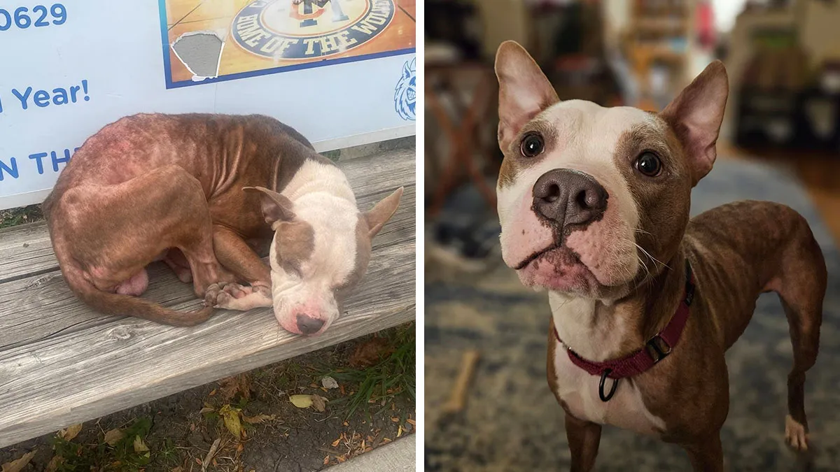 Abandoned Dog Spotted Shivering On A Chicago Bus Bench Finally Gets Help