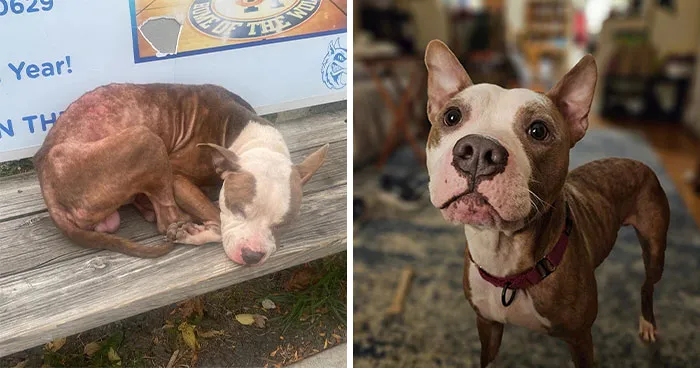 Abandoned Dog Spotted Shivering On A Chicago Bus Bench Finally Gets Help