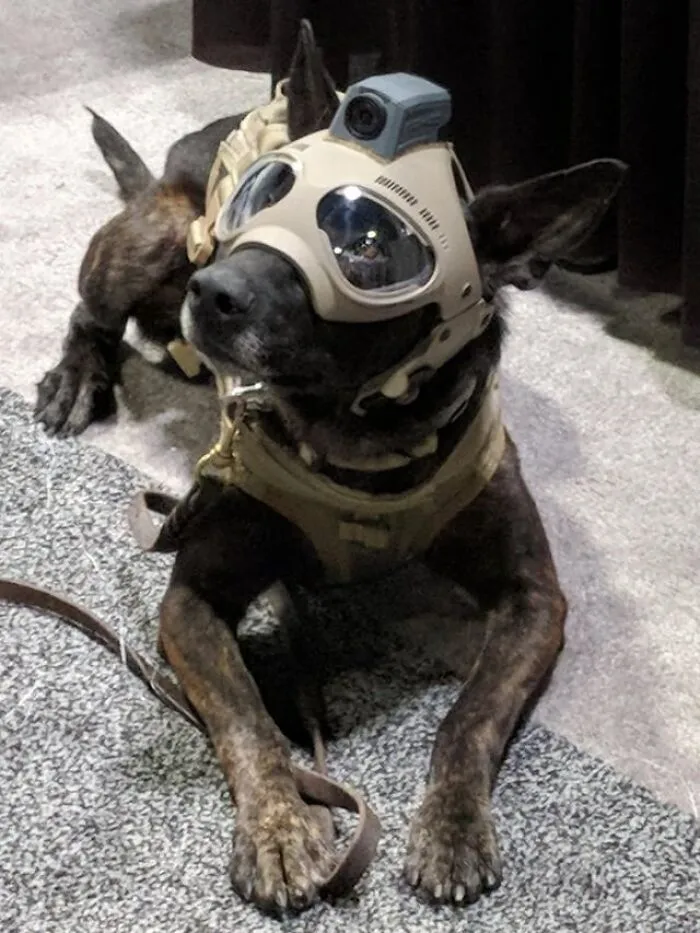 Special Forces Pupperino