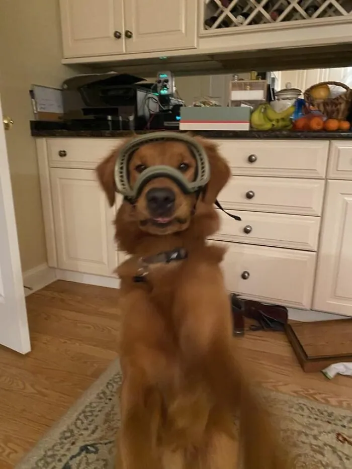 Max The Sar Dog Trying On His New Doggles!