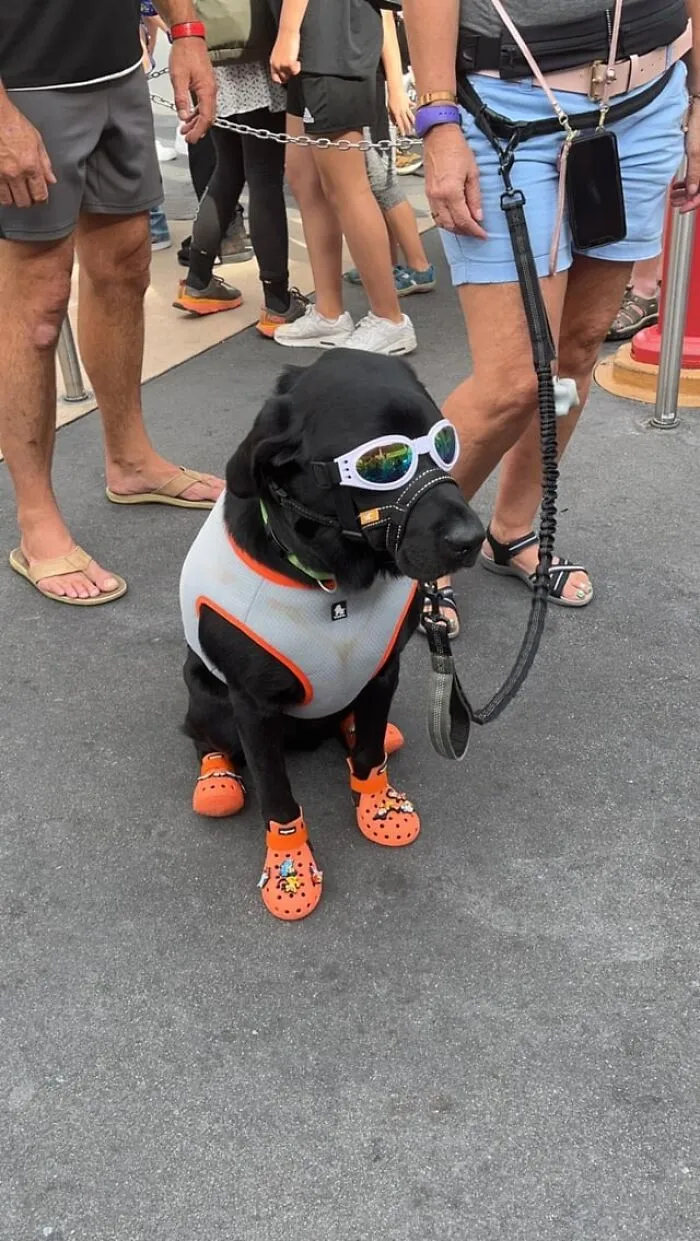 Saw This Precious One At Disney