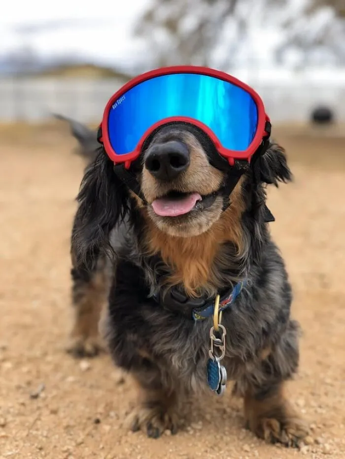He Lost An Eye Due To An Accident While Playing Fetch, Must Protect His Other Eye