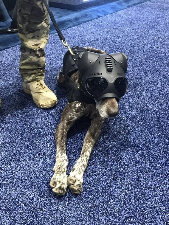 Bingo, The U.s Coast Guard Explosives Detection Dog-His Helmet Includes Mounts That Can Be Used For A Camera Or A Light