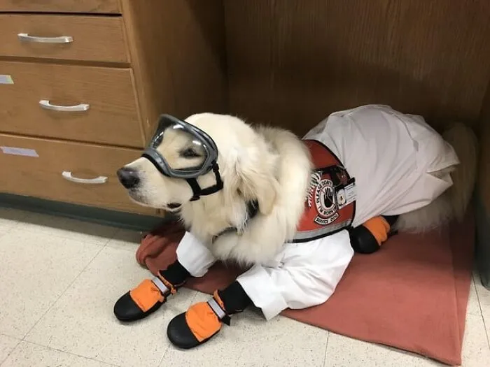 Science Service Dog, “Just Watching My Human Do Science,” Safety First, Personal Protective Equipment ✔️