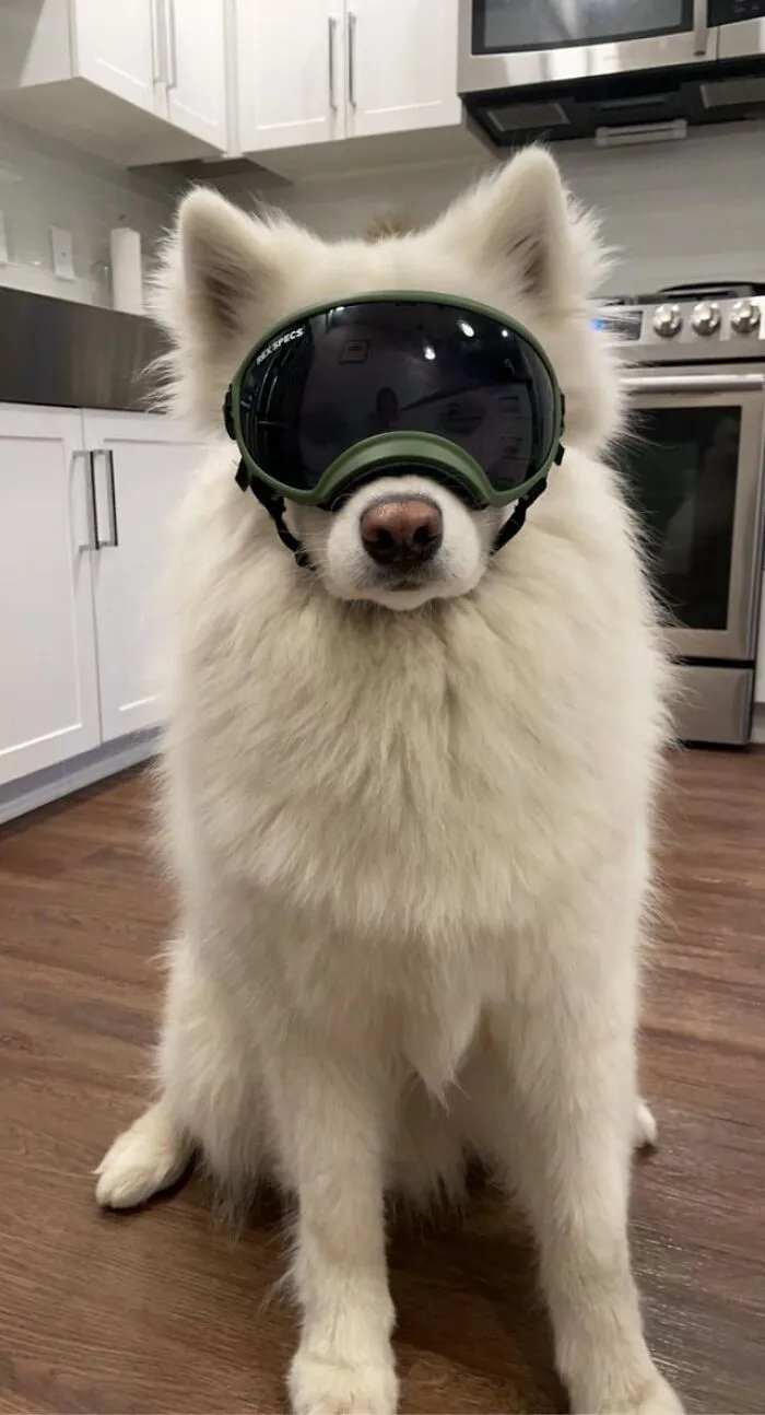 Here’s My Samoyed In Doggles :)