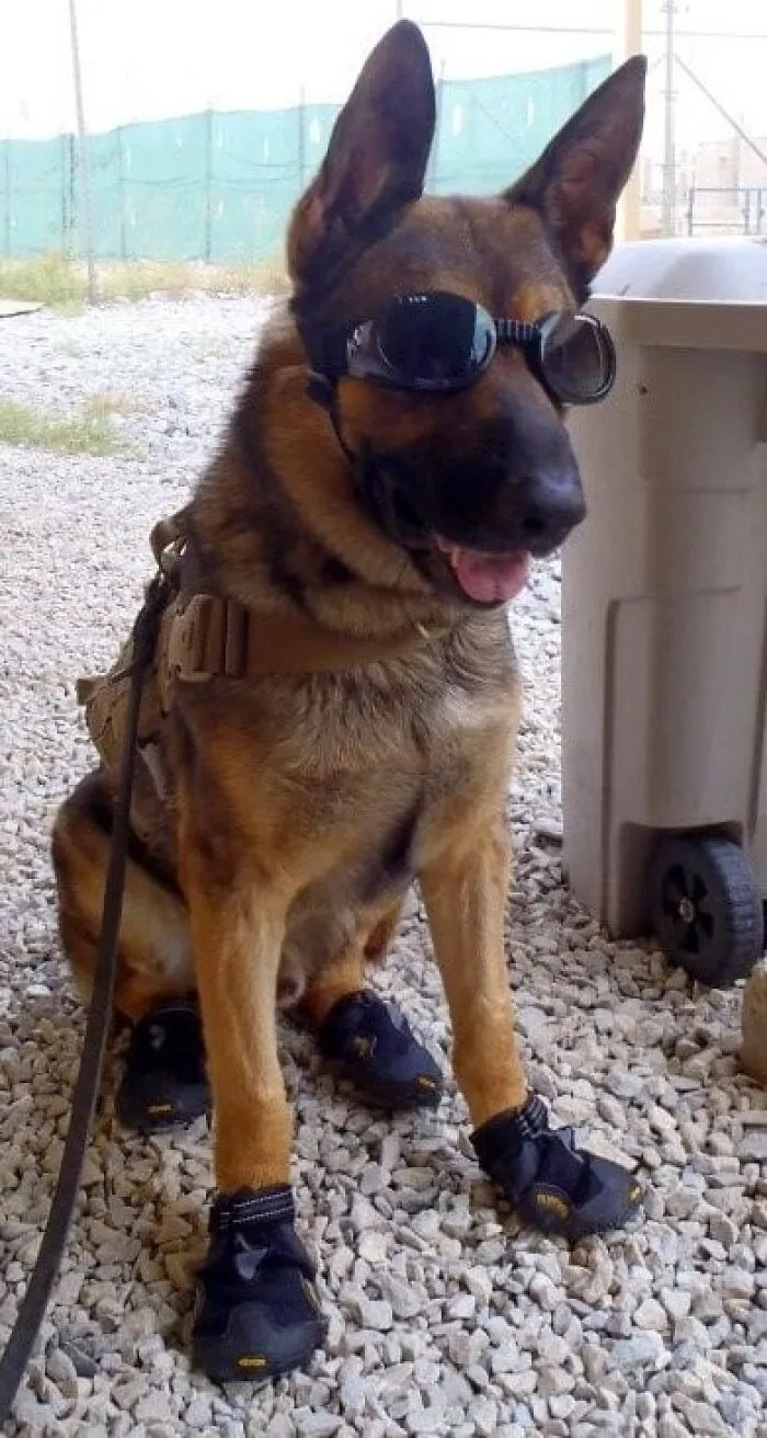 Meet Baffy The Bomb Dog