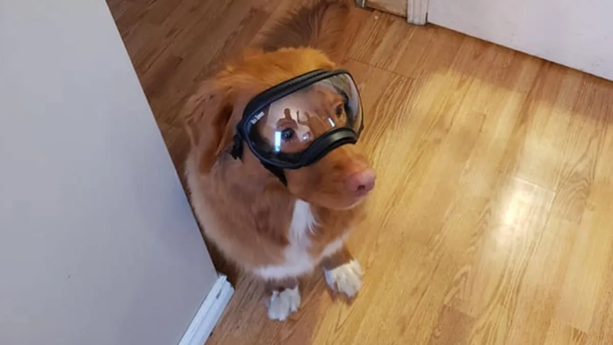 30 Dogs Wearing Goggles That Might Just Make Your Day, As Shared On This 'Doggles' Thread