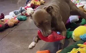 Pups At Shelter Show Wholesomely Different Characters As They Get To Pick Their Own Christmas Gifts