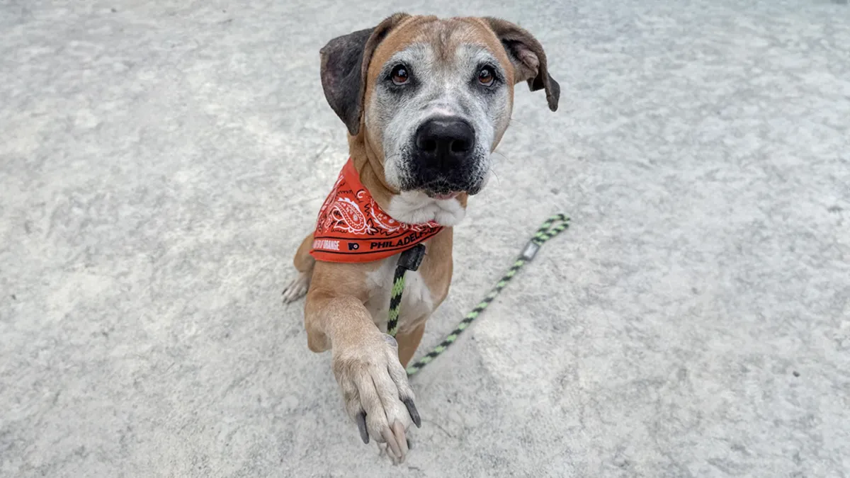 Netizens Are Lining Up To Adopt This 12 YO Pup Who Has Been Rescued From The Most Hellish Conditions