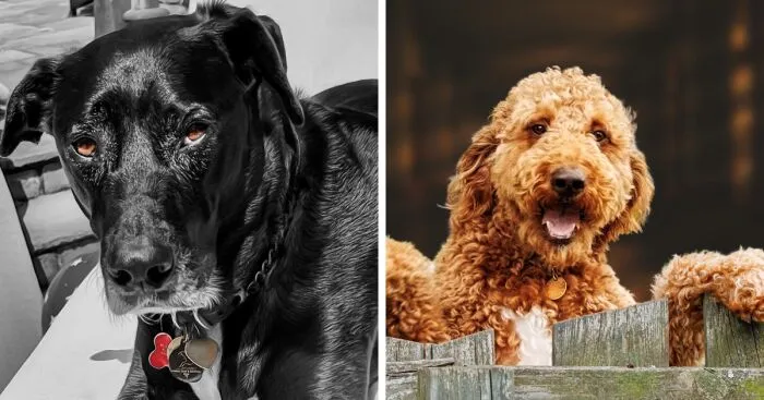 "In Your Eyes": 27 Pet Photographs That I Took