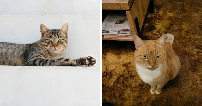 Hey Pandas, Post What Your Pet Is Doing Right Now (Closed)
