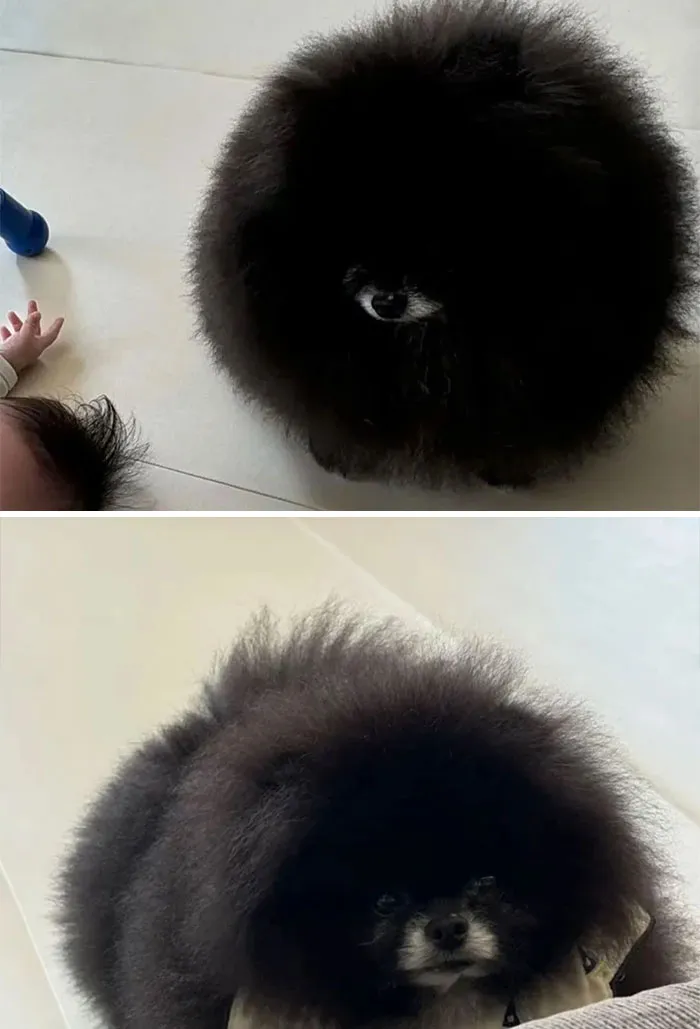 I Was Told To Post My Brother's Floof Here. She Really Looks Like That 24/7 From My Height