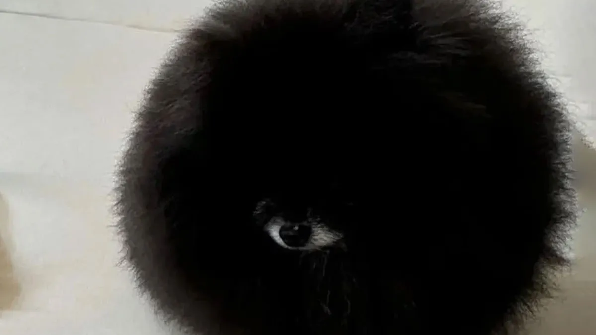"Cryptid Dogs": 30 Times People Managed To Snap A Pic Of Their Dogs At Just The Right Moment