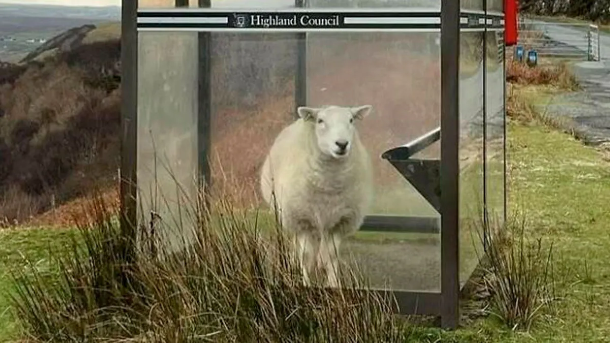 40 Posts That Perfectly Sum Up Scotland And Its People