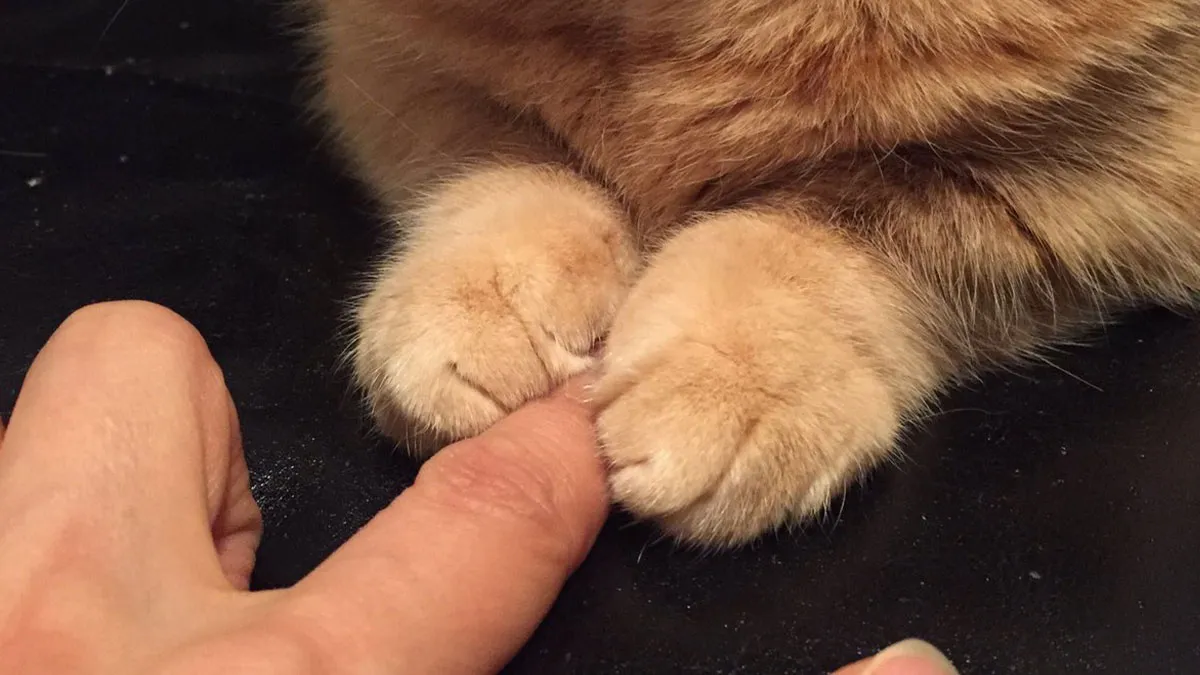 You Might Want To Stop Everything You’re Doing And Ogle At These 50 Hilarious Cat Memes