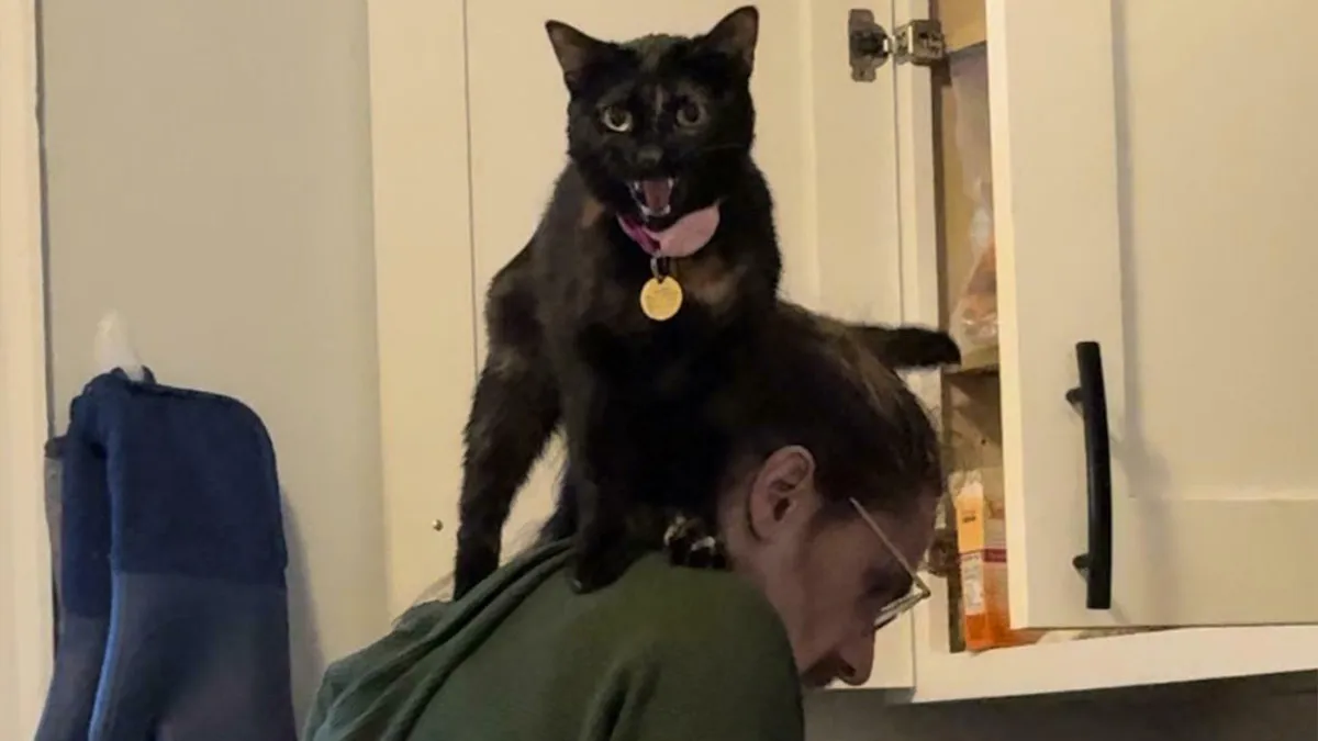50 Feline Drama Queens Who Couldn't Keep Their Meows To Themselves (New Pics)