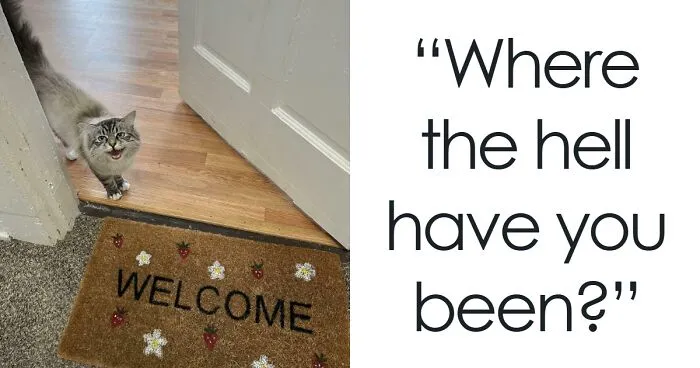 50 Feline Drama Queens Who Couldn't Keep Their Meows To Themselves (New Pics)