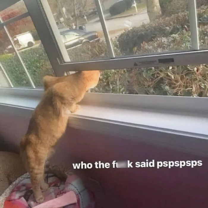 Cat looking out the window with a humorous caption about hearing "pspsps."