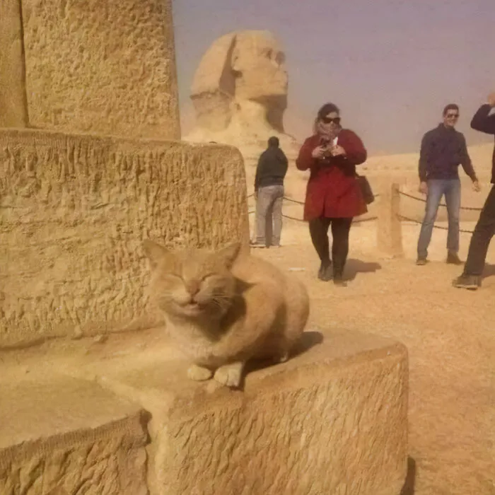 A cat basking in the sun by ancient stone structures, with people and the Sphinx in the background, bringing laughter.
