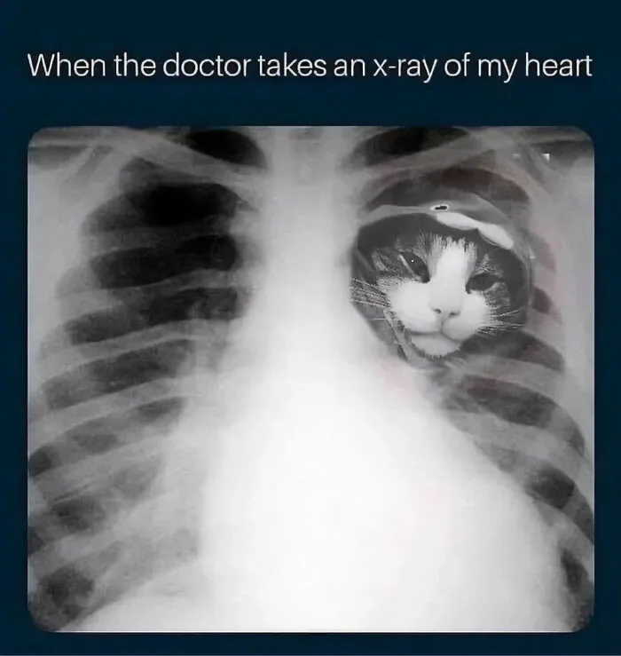 Cat humor: X-ray with a cat's face replacing the heart.