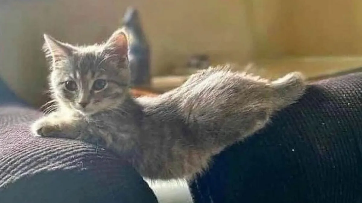 50 Cats That May Leave You Laughing So Hard You’ll Forget All Your Worries For A Minute (New Pics)