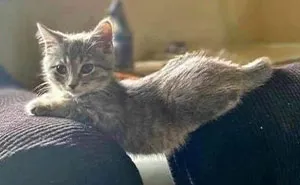 50 Cats That May Leave You Laughing So Hard You’ll Forget All Your Worries For A Minute (New Pics)