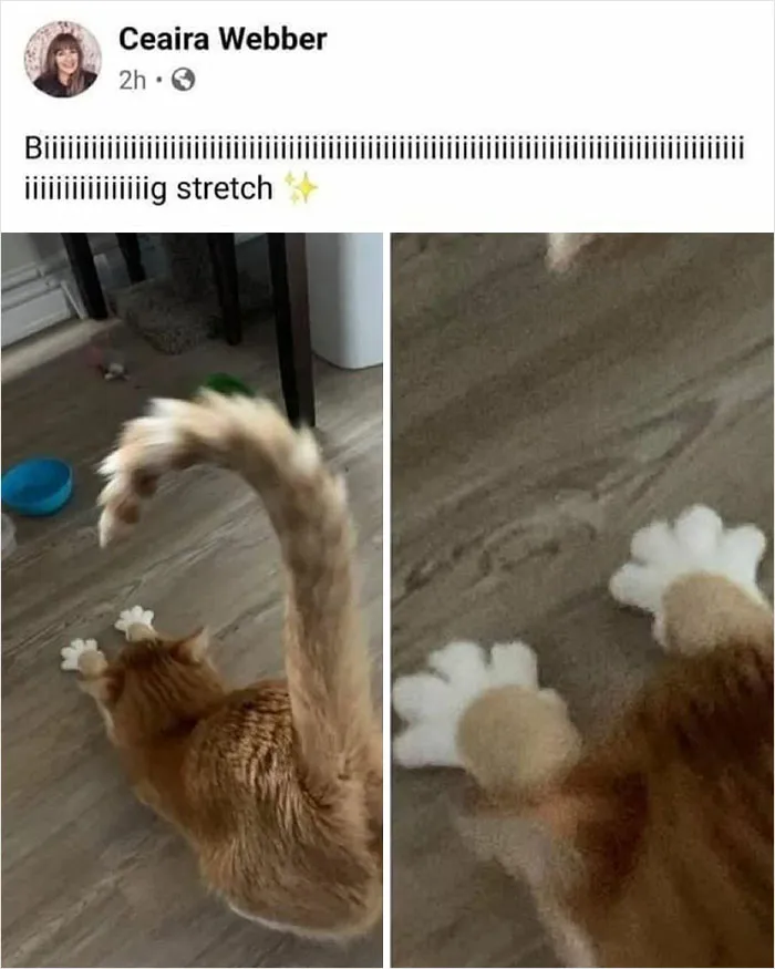 Cat doing a big stretch with paws extended on the floor, ready to make you laugh and forget your worries for a minute.