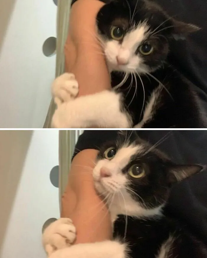 Black and white cat with humorous expressions hugging a person's arm.