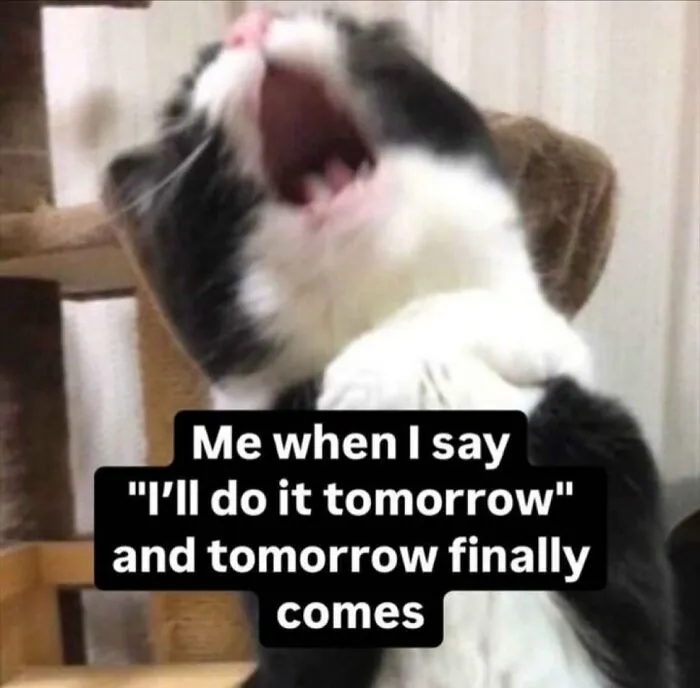 “Surviving On Caffeine And Rage”: 39 Funny Cat Memes That Are Instantly Relatable