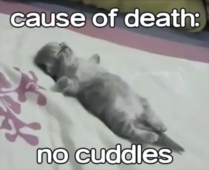 “Surviving On Caffeine And Rage”: 39 Funny Cat Memes That Are Instantly Relatable