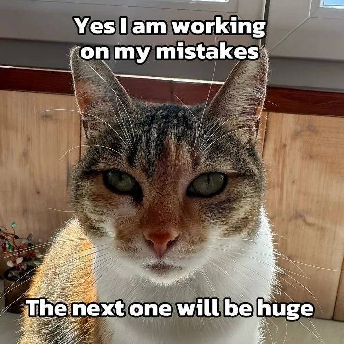 “Surviving On Caffeine And Rage”: 39 Funny Cat Memes That Are Instantly Relatable