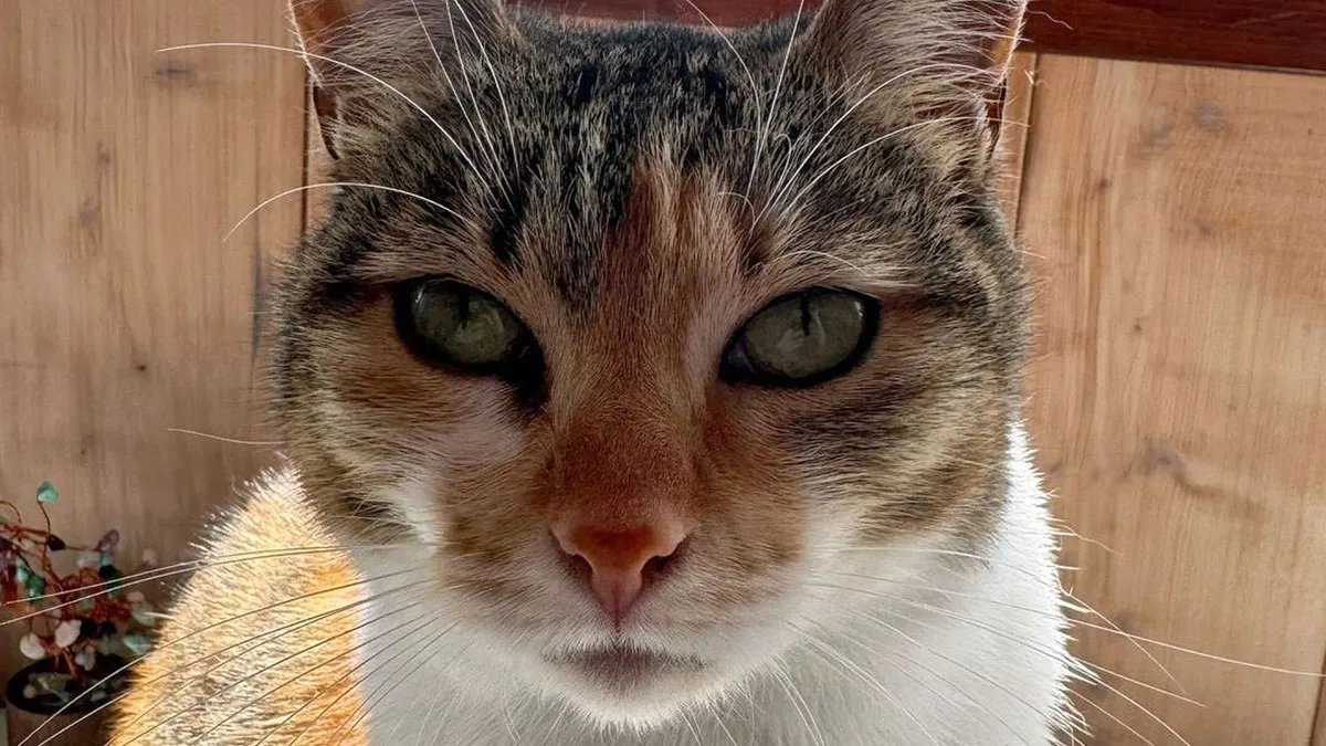 “Surviving On Caffeine And Rage”: 39 Funny Cat Memes That Are Instantly Relatable