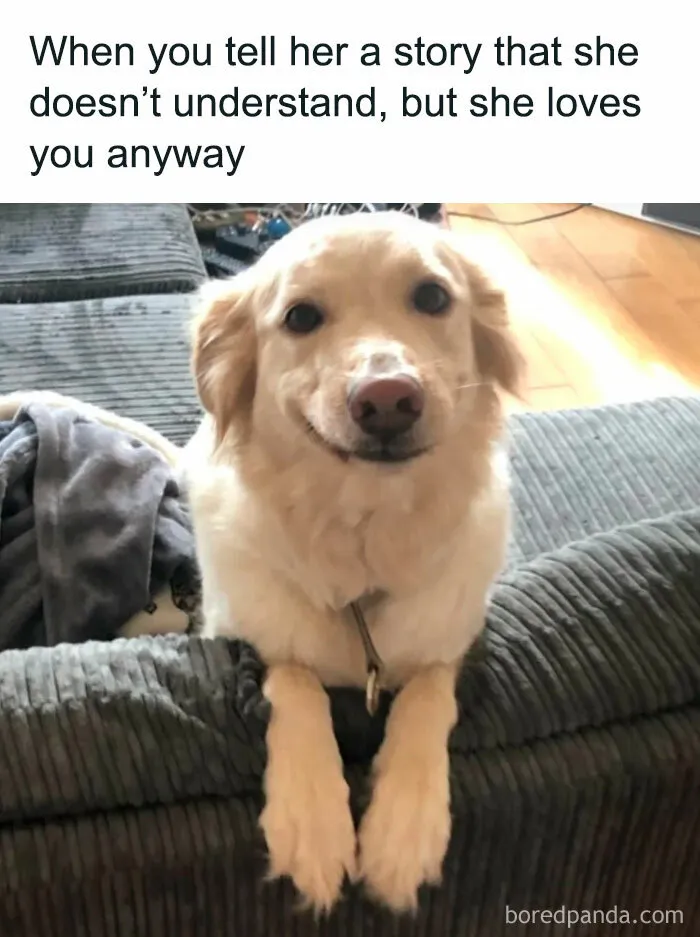 50 Wholesome Animal Memes That Might Just Turn Your Day Around
